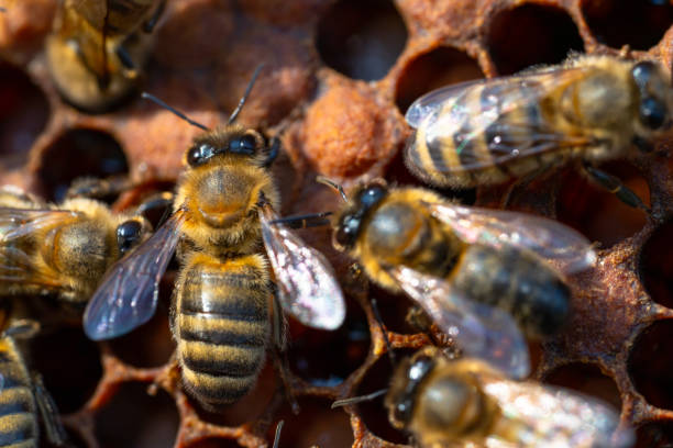 istock Close-up of working bees on honeycombs. Beekeeping and honey production image 1249820778