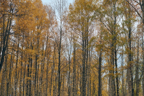 istock Autumn birch tree crowns alley 1249820808