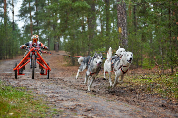 Carting dog mushing race. Husky sled dog pulling the cart. Dryland crosscountry mushing autumn competition.