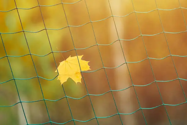 Soccer goal net with autumn leave. End of sports season concept. Dreams of winning a sports competition: football, soccer, rugby, tennis, baseball, american football, field hockey and other.