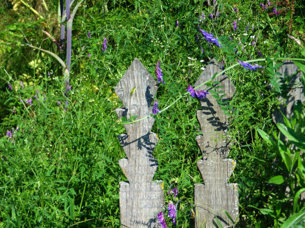 istock Old Wooden Fence, Covered by Plants 1249822608
