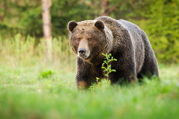 istock Surprised brown bear coming closer on green glade in summer nature. 1249822792
