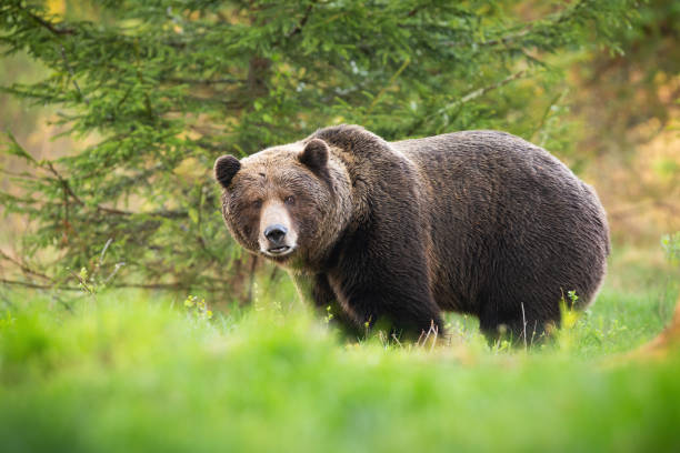 istock Territorial brown bear male looking into camera on glade with green grass 1249822948