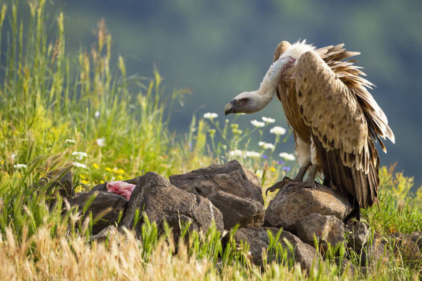 Griffon vulture feeding on meat in sunlit summer nature Griffon vulture, gyps fulvus, feeding on meat in sunlit summer nature. Animal wildlife scenery from Rhodope Mountains, Bulgaria, Europe. Bird of prey in natural environment looking with interest. eurasian griffon vulture photos stock pictures, royalty-free photos & images