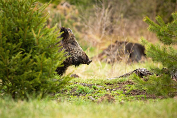istock Dreamy wild boar waiting hidden behind the small tree in the spring forest 1249822991