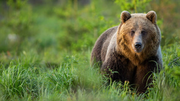 istock brown bear in tall green vegetation facing camera in summer at sunset 1249823282