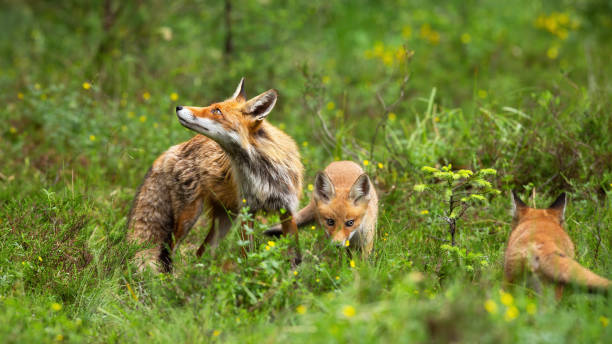 istock Protective red fox mother guarding her playing cubs on green glade in nature 1249823373