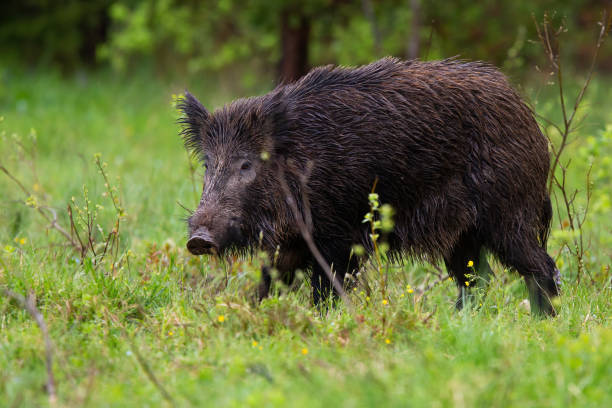 istock Threatening wild boar going on glade in summer evening from side view 1249823466