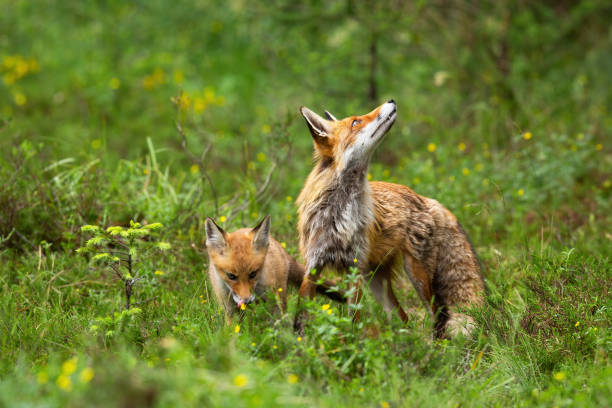 istock Alert red fox observing sky on green meadow with one cub hiding behind 1249823506