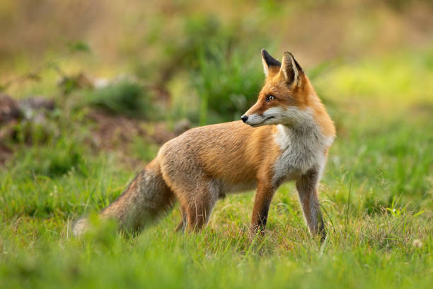 istock Red fox looking behind over shoulder at sunset in summer 1249823743