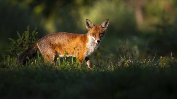 istock Red fox walking on glade in summer nature at sunset 1249823798