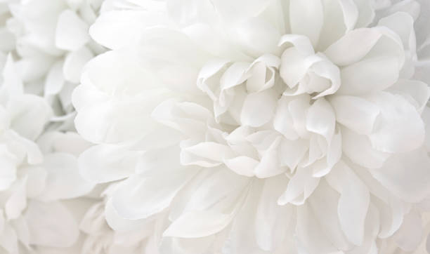 istock Beautiful a white flowers background. 1249823878