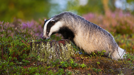European badger standing on a stump and sniffing with snout in summer at sunrise