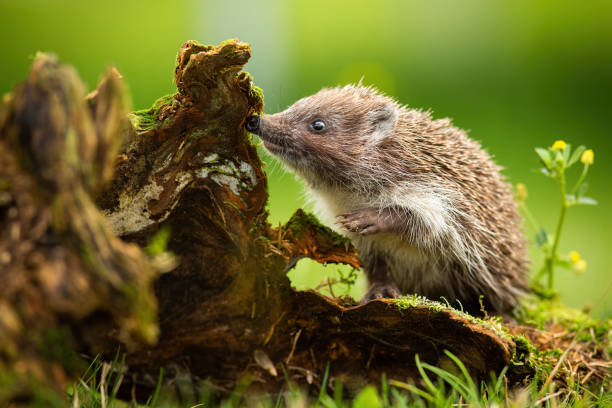 Cute young northern white-breasted hedgehog climbing stump and sniffing stock photo