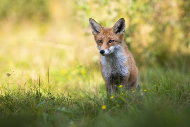 istock Focused red fox looking aside on green glade in summer nature with copy space 1249824010