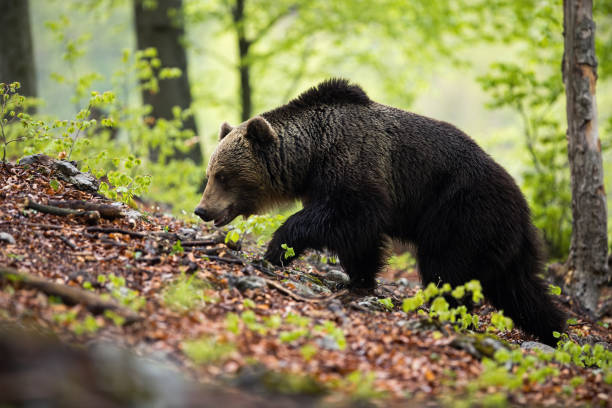 istock Dominant brown bear male walking in green summer forest with trees 1249824112