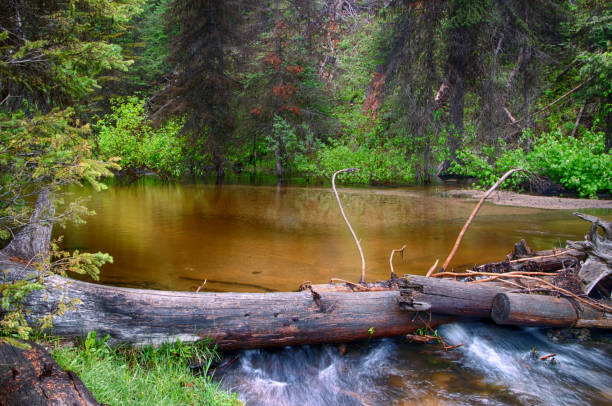 istock Pool of Water in the Forest 1249824161