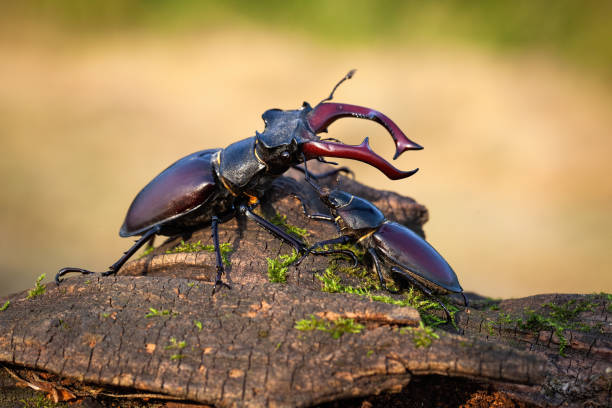 istock Male and female stag beetle standing together on tree trunk in summer 1249825593