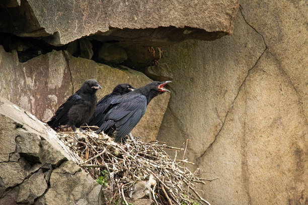 istock Common raven juvenile chicks sitting on nest in mountainside and waiting 1249825774