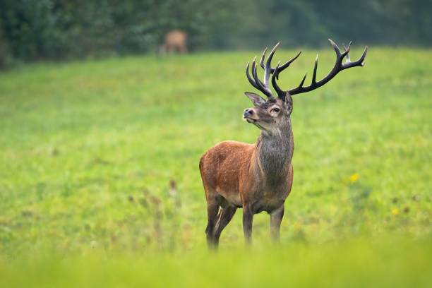 istock Dominant red deer stag with antlers staring on meadow with copy space 1249825924