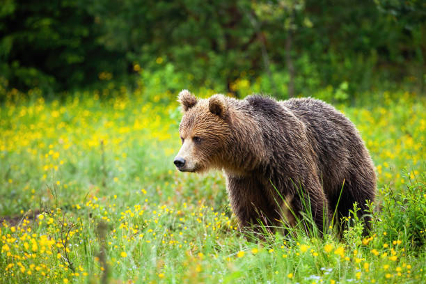 istock Upset brown bear looking down on spring meadow with yellow flowers. 1249825947