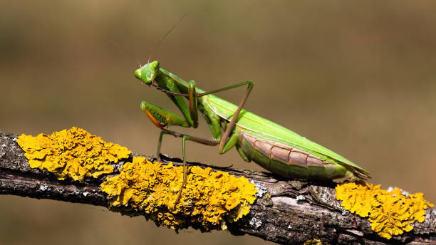 istock European mantis standing on a branch with yellow moss and looking into camera 1249825966