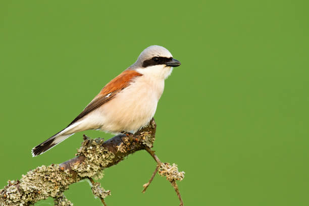 istock Red-backed shrike sitting on a branch with moss in summer nature 1249826227