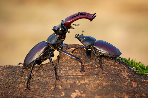 Harmonious scenery of male stag beetle, lucanus cervus, standing above female and protecting her in summer nature. Pair of winged bugs on branch sunlit by sun.
