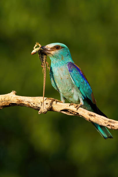 istock Agile european roller sitting on a twig and holding dead lizard in beak 1249826385