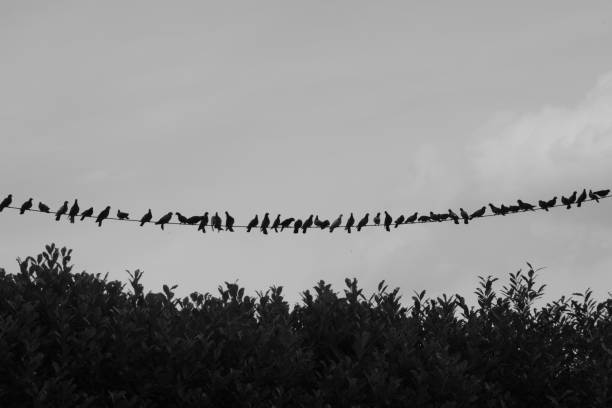 istock suspended cable full of perched birds 1249826875