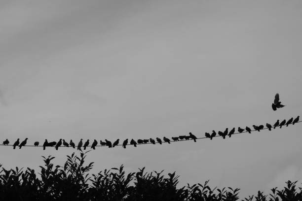 istock suspended cable full of perched birds 1249827710