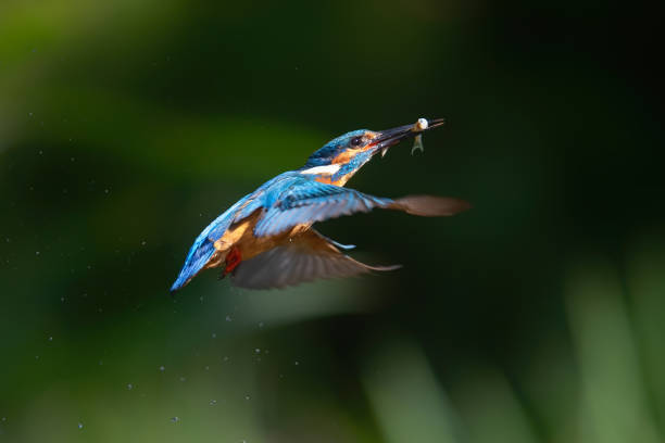 istock Common Kingfisher diving for fish in the Netherlands 1249828094