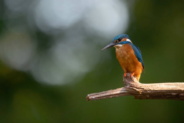 istock Common Kingfisher diving for fish in the Netherlands 1249828108