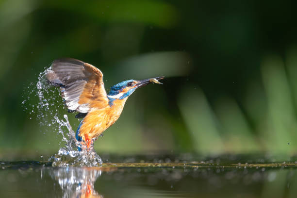 istock Common Kingfisher diving for fish in the Netherlands 1249828109
