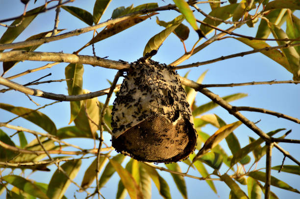 istock A Polybia paulista house on the tree branch 1249828547
