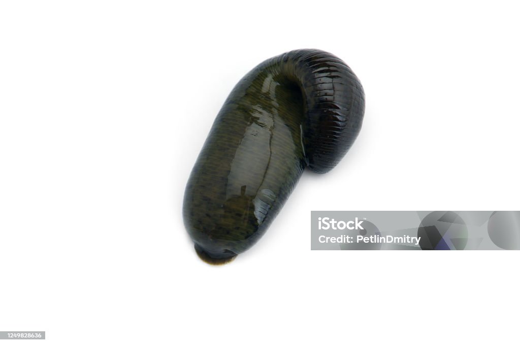 Black River Is A Huge Leech Isolated On White Background Stock Photo -  Download Image Now - iStock