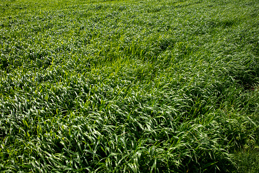 wheat field and summer flowers in west flanders between oostende and brugge