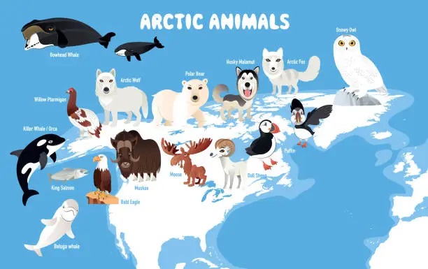 Vector illustration of Arctic Animals and North America