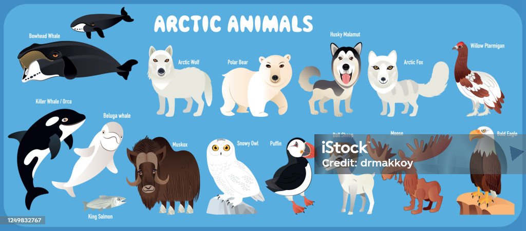 Arctic Animals Stock Illustration - Download Image Now - Characters,  Illustration, Musk Ox - iStock