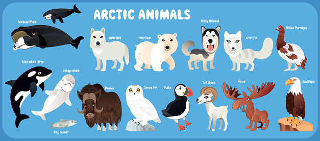 Arctic Animals Stock Illustration - Download Image Now - Characters, Illustration, Musk Ox - iStock Arctic Animals Stock Illustration - Download Image Now - Characters, Illustration, Musk Ox - iStock