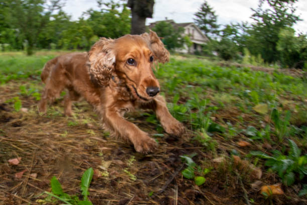 istock happy puppy dog cocker spaniel in the green grass 1249833410