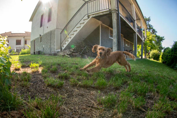 istock happy puppy dog cocker spaniel in the green grass 1249833446