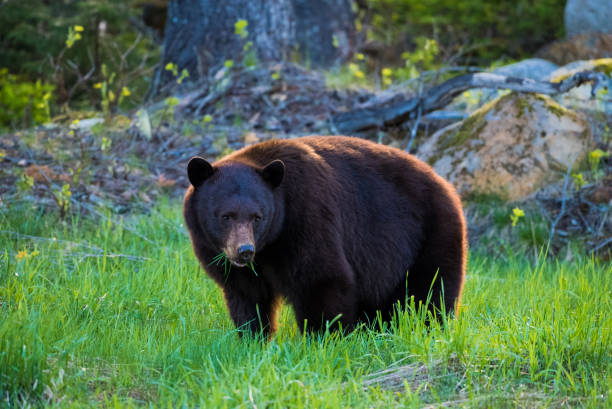 istock Wild Black Bear grazing in a meadow at dusk 1249837425