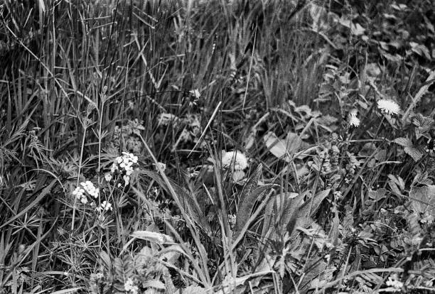 istock natural meadow also good for insects 1249837549