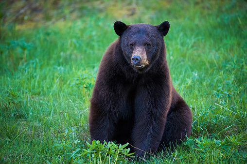Whistler black bear in the Callaghan Valley. Wildlife photography in Canada. Wild black bear.