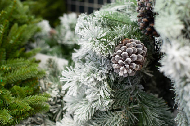 istock Christmas tree branches covered in snow with a big natural cone. Festive New Year and Christmas backdrop background 1249837638