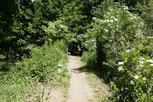 istock Country path in rural landscape 1249838909