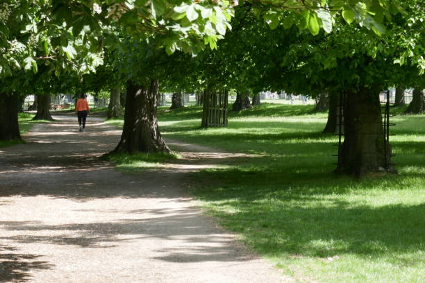 caminho de vento na floresta verde - bushy park - fotografias e filmes do acervo