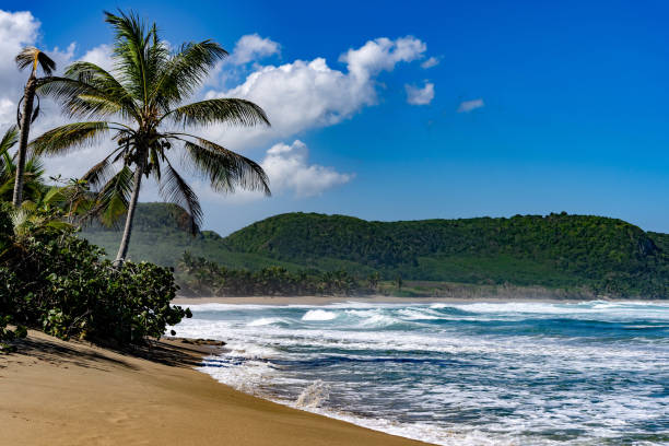 istock Large coconut palm over a magestic beach 1249841663