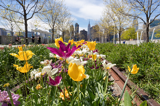 Colorful tulips in a garden during spring along the riverfront of the East River at Gantry Plaza State Park in Long Island City Queens New York with the Manhattan skyline in the distance